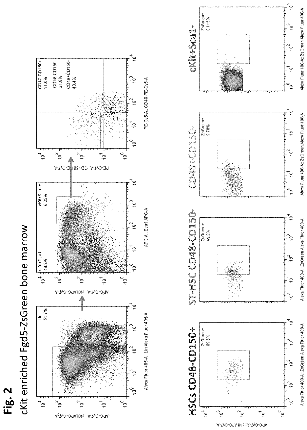 Methods and compositions relating to hematopoietic stem cell expansion, enrichment, and maintenance