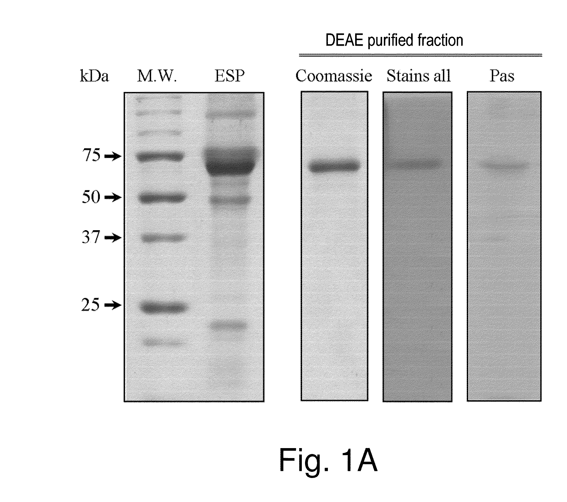 Stable amorphous calcium carbonate comprising synthetic phosphorylated peptides