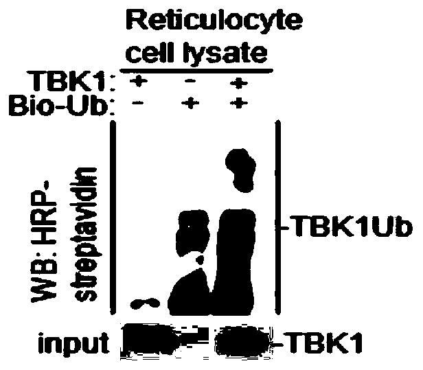 Application of TBK1 as an E3 ubiquitin ligase