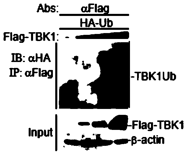 Application of TBK1 as an E3 ubiquitin ligase
