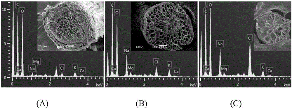 Method for directly observing salt contents of different tissues of halogeton glomeratus