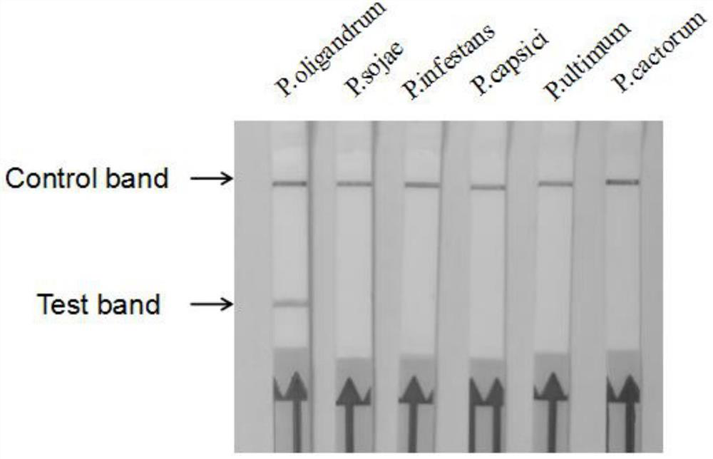 Primer probe composition for detecting pythium oligandrum, kit, application and detection method