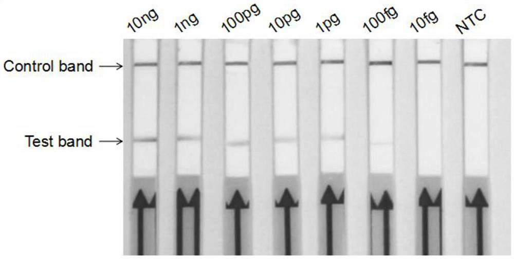 Primer probe composition for detecting pythium oligandrum, kit, application and detection method