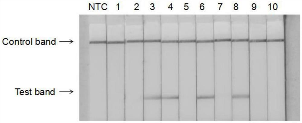 Primer probe composition for detecting pythium oligandrum, kit, application and detection method