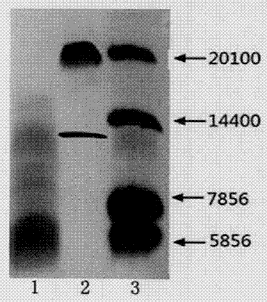 Low-sensitivity glycosylation whey protein hydrolysate and preparation method thereof