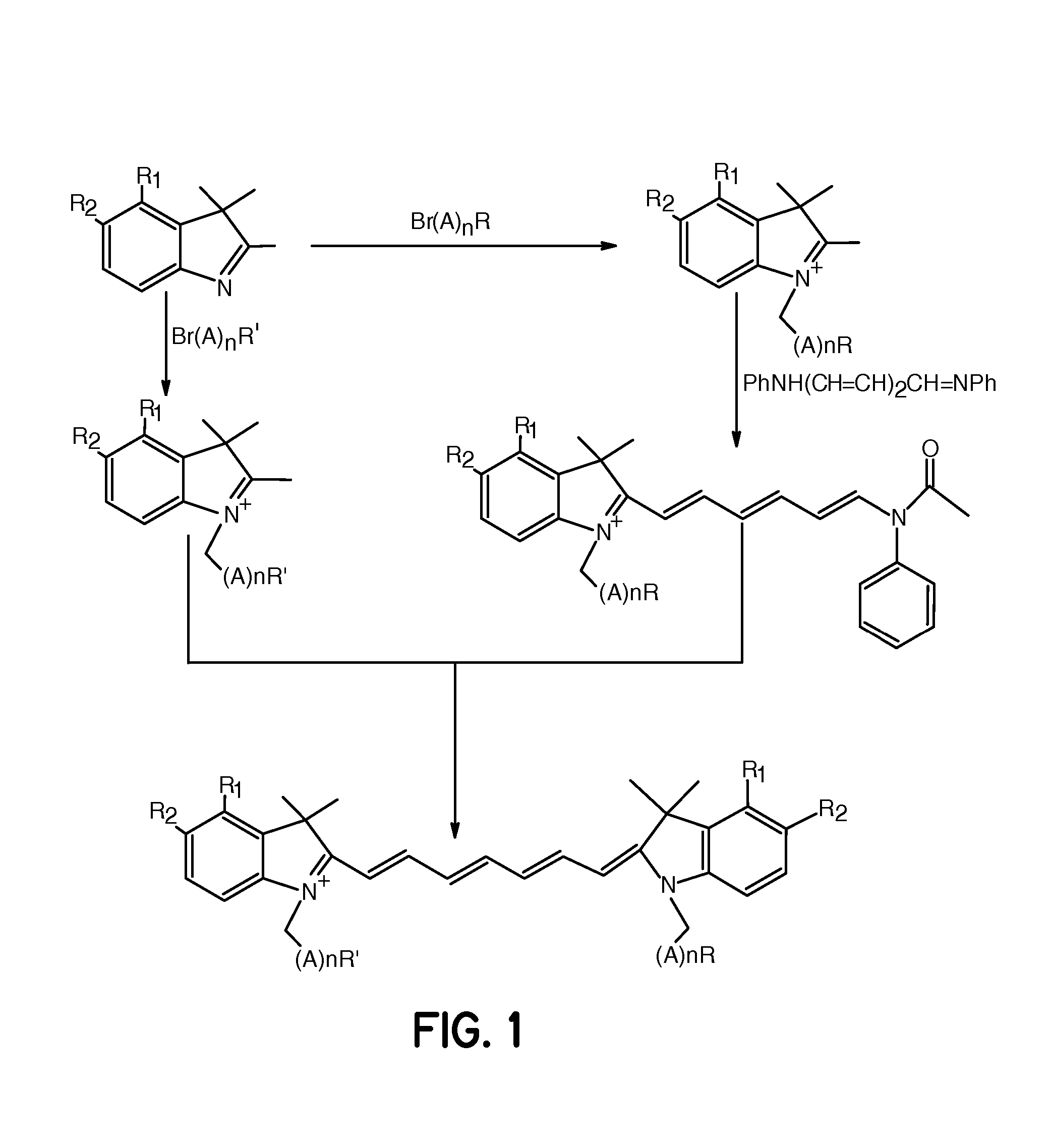 Tumor-targeted optical contrast agents