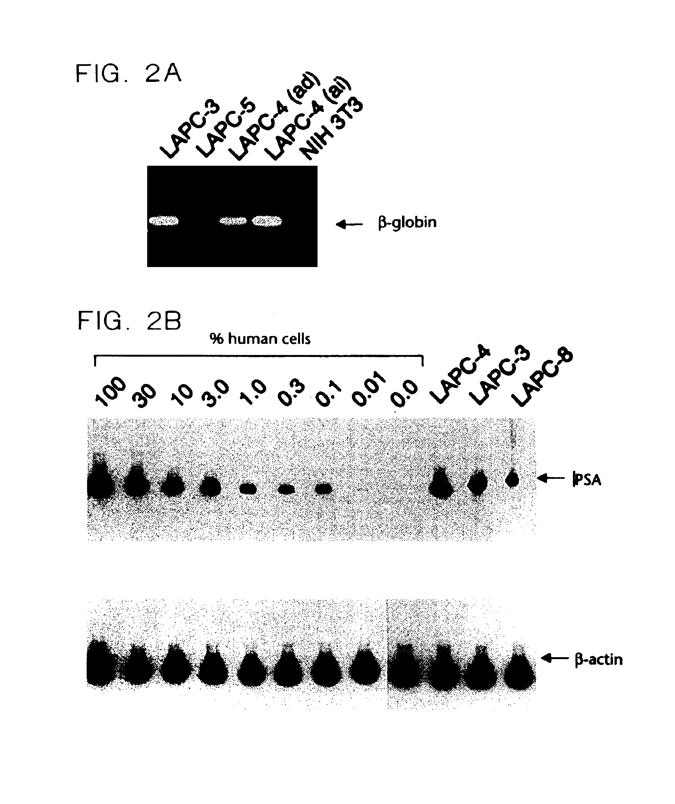 E25A protein, methods for producing and use thereof