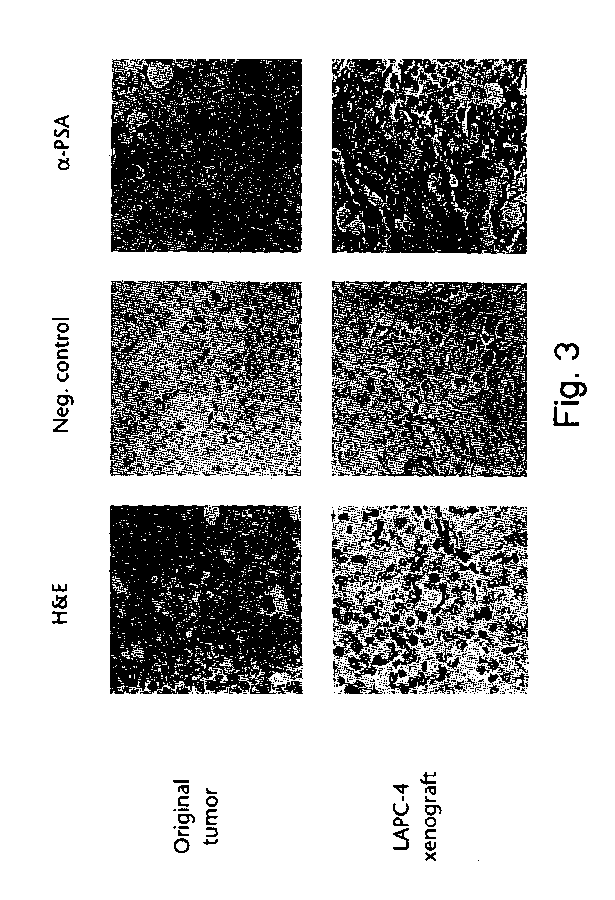 E25A protein, methods for producing and use thereof