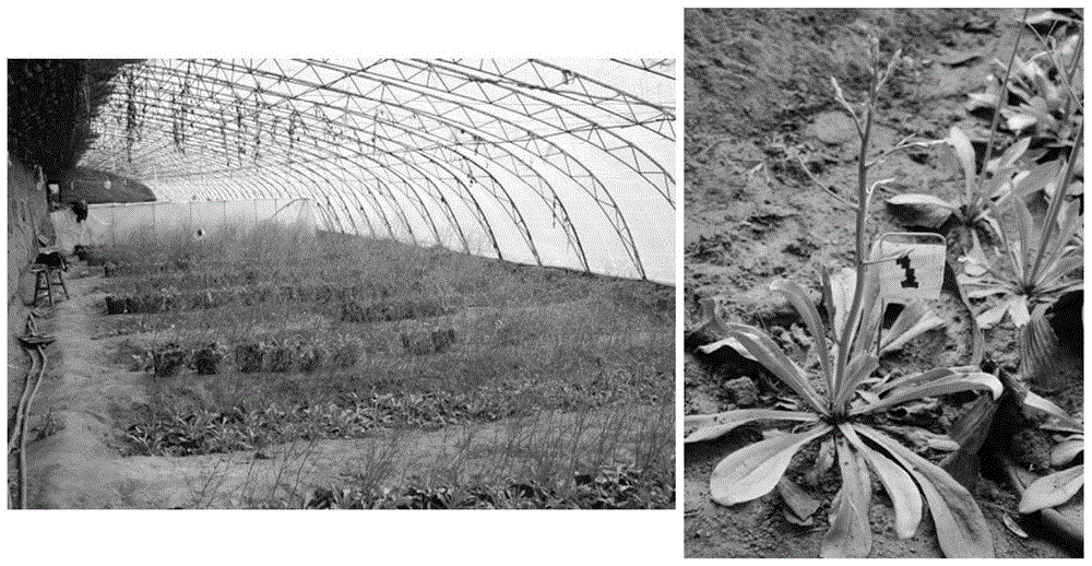 Method for regulating flowering period of limonium bicolor