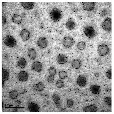A kind of Scutellaria costa lytic virus and its isolation method and application