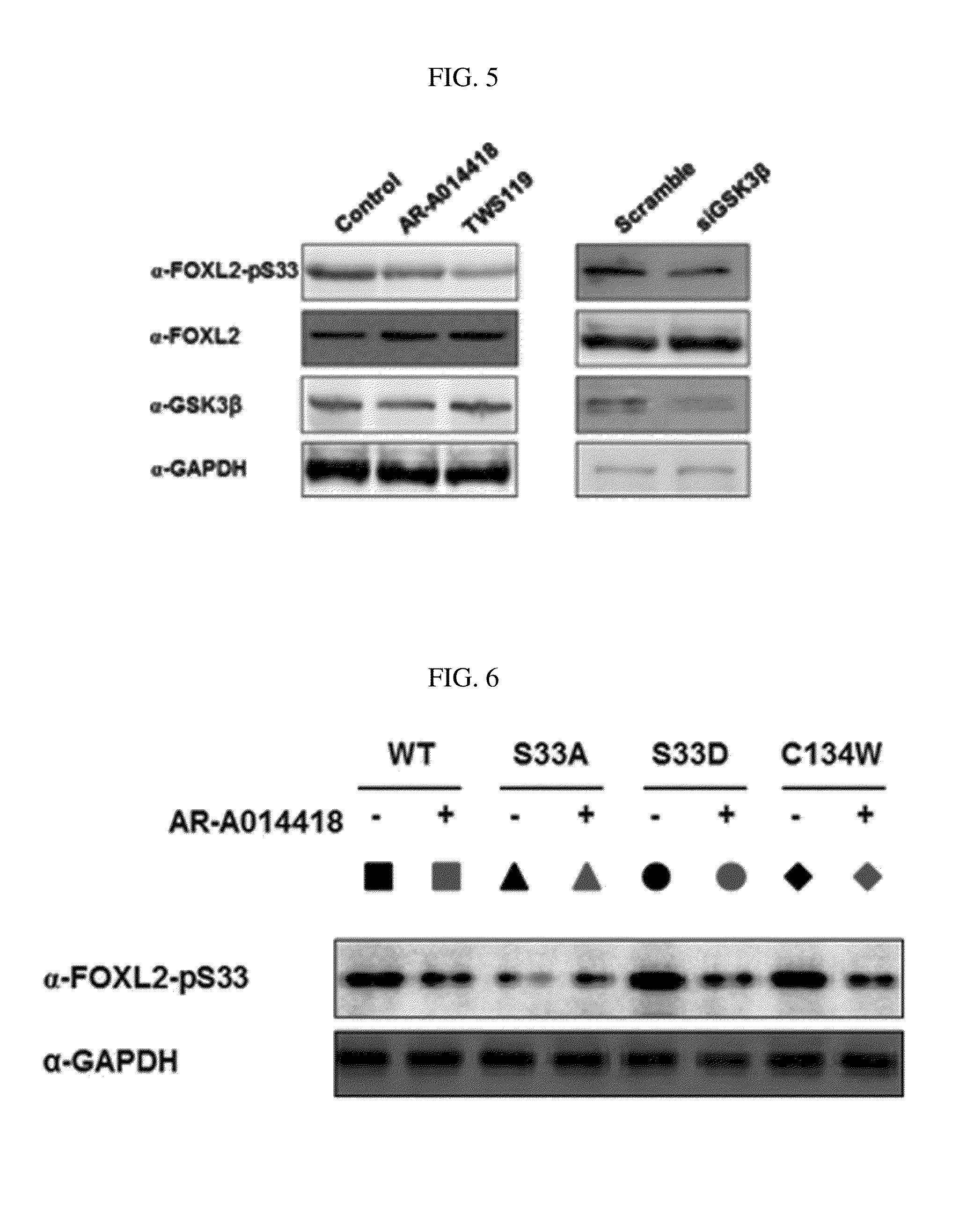 Pharmaceutical composition for preventing or treating ovary granulosa cell tumors containing glycogen synthase kinase-3 beta inhibitor as active ingredient, and functional health food composition