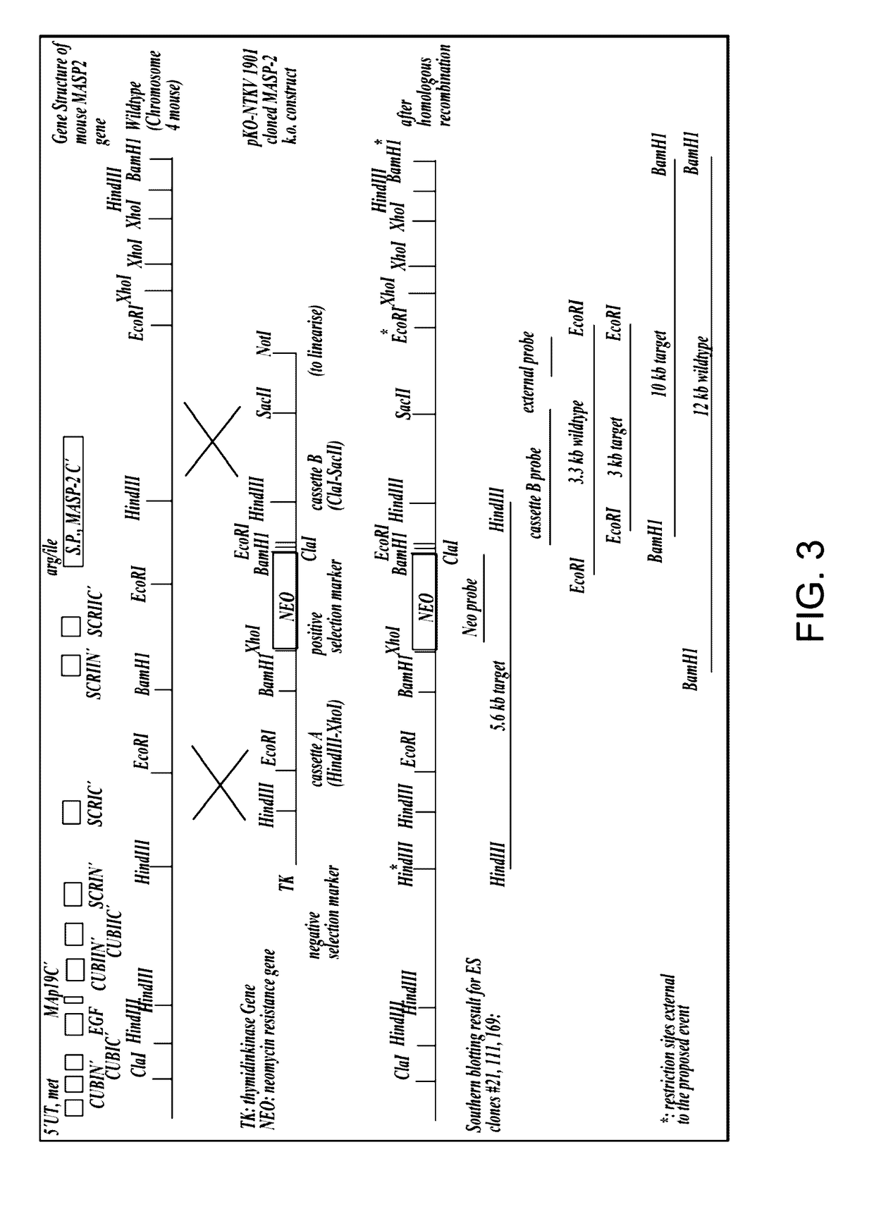 Methods for Treating Conditions Associated with MASP-2 Dependent Complement Activation