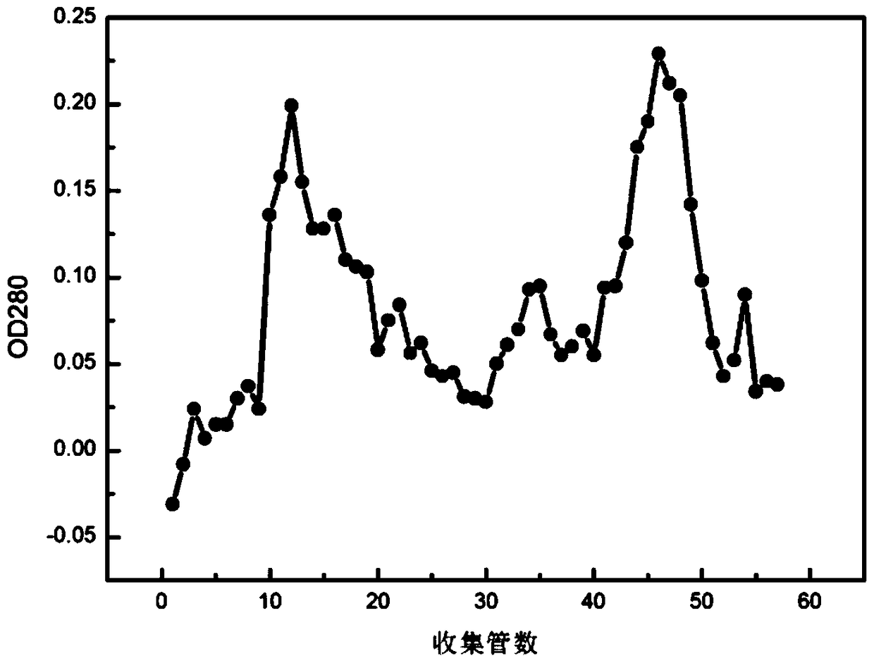 A kind of electron donor protein of Lactobacillus casei degrading nitrite and its preparation method and application