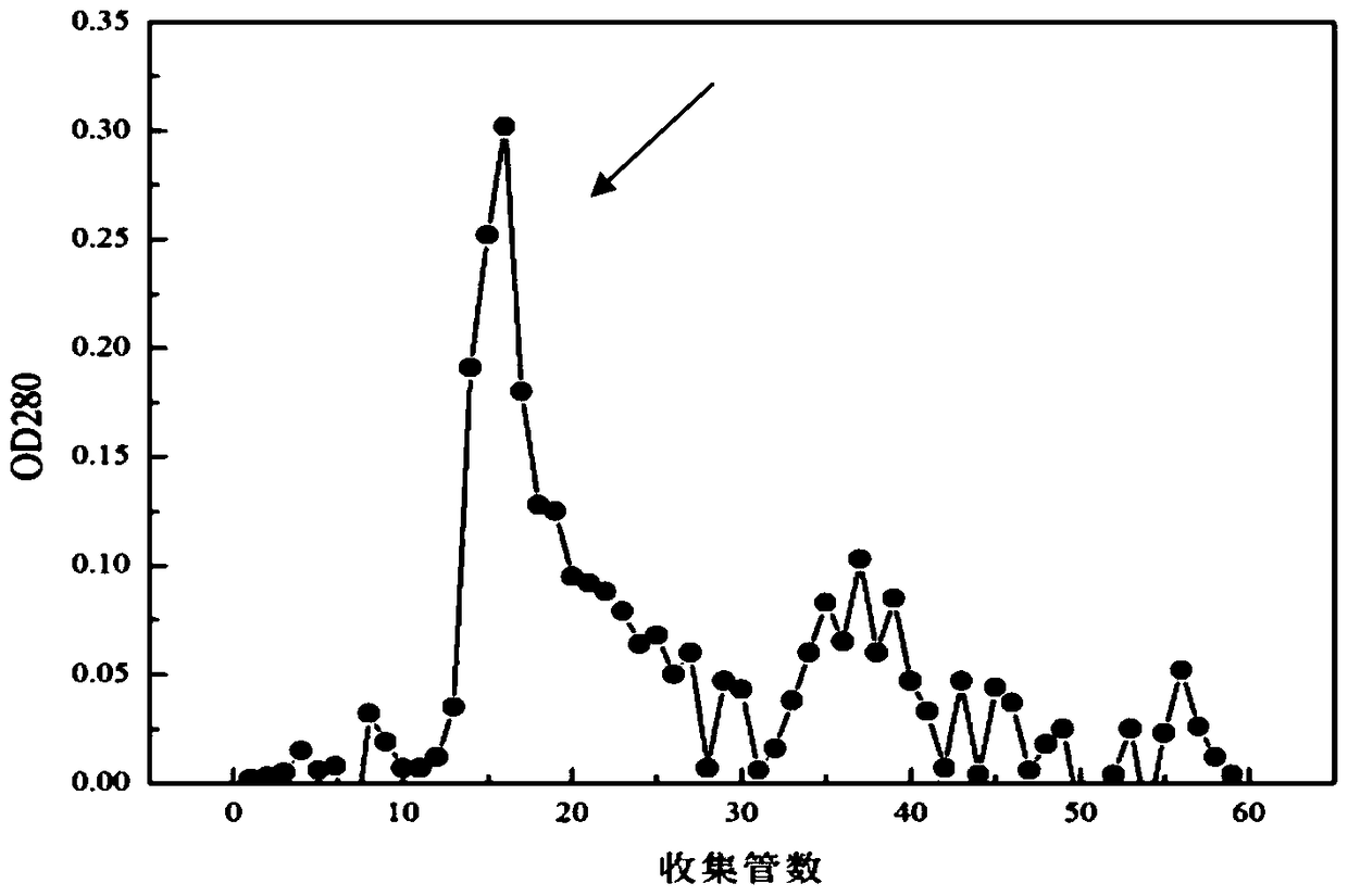 A kind of electron donor protein of Lactobacillus casei degrading nitrite and its preparation method and application