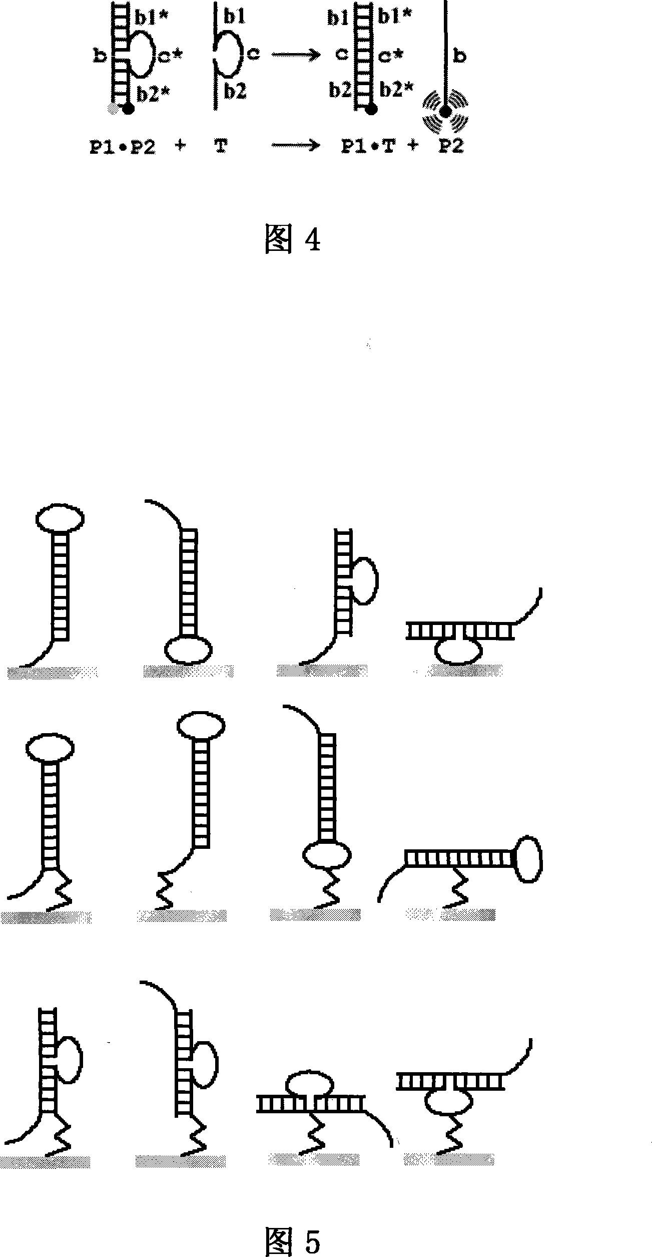 Stem-ring type oligonucleotide probe