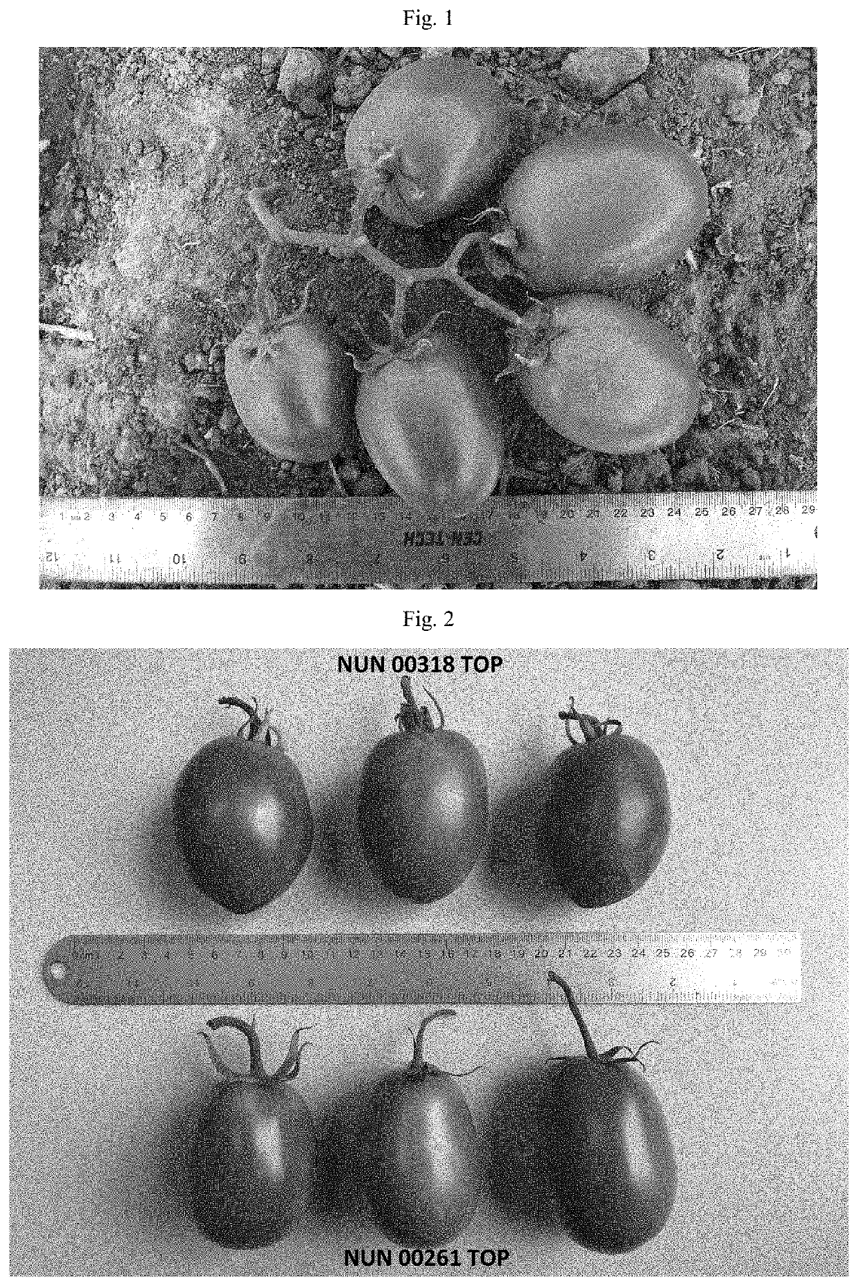 Tomato variety nun 00318 top