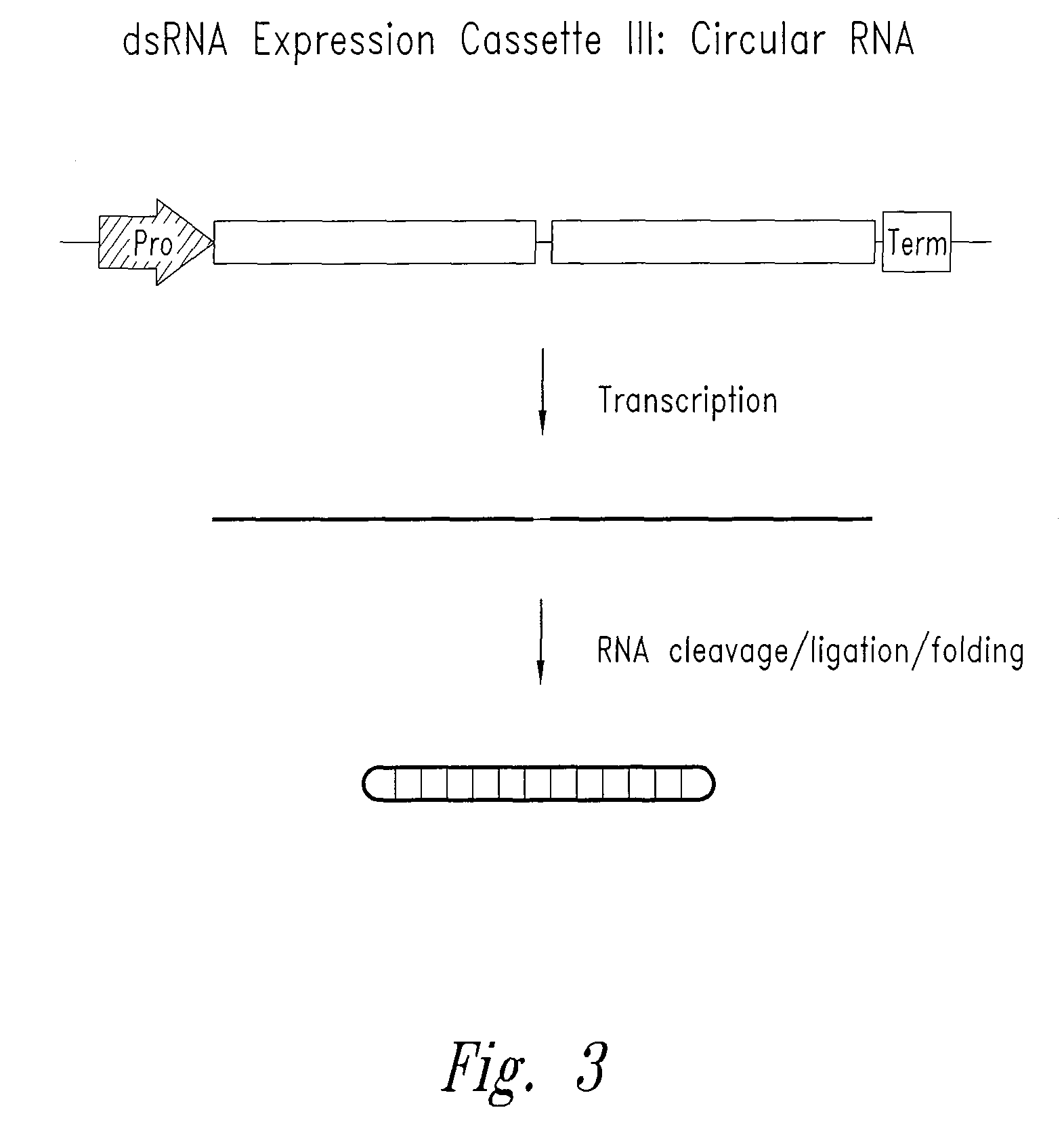 Enhancement of the immune response for vaccine and gene therapy applications