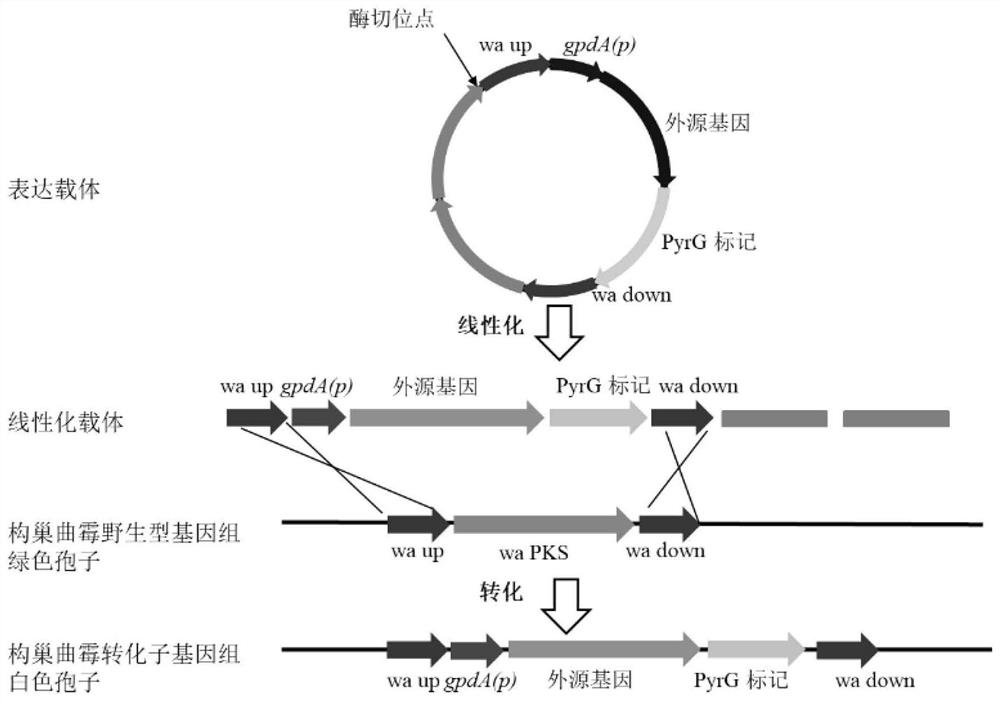 NRPS-PKS hybrid protein capable of generating flavonoid compounds in fungi as well as encoding gene and application of hybrid protein