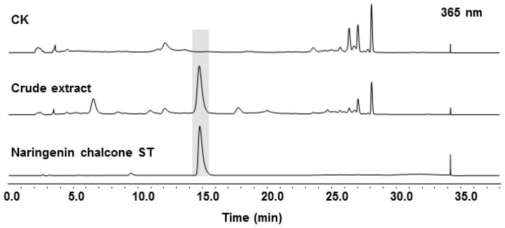 NRPS-PKS hybrid protein capable of generating flavonoid compounds in fungi as well as encoding gene and application of hybrid protein