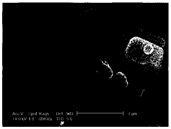 A biobr-based heterojunction with visible light catalytic activity and its preparation method