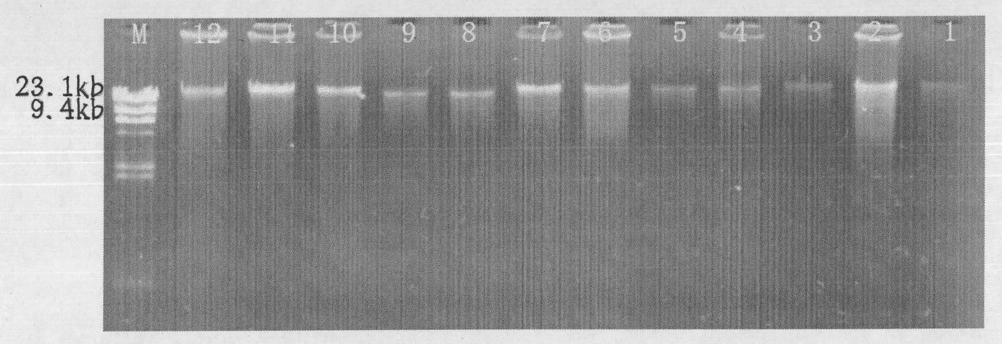General and reliable extraction method of total DNA of soil and application thereof