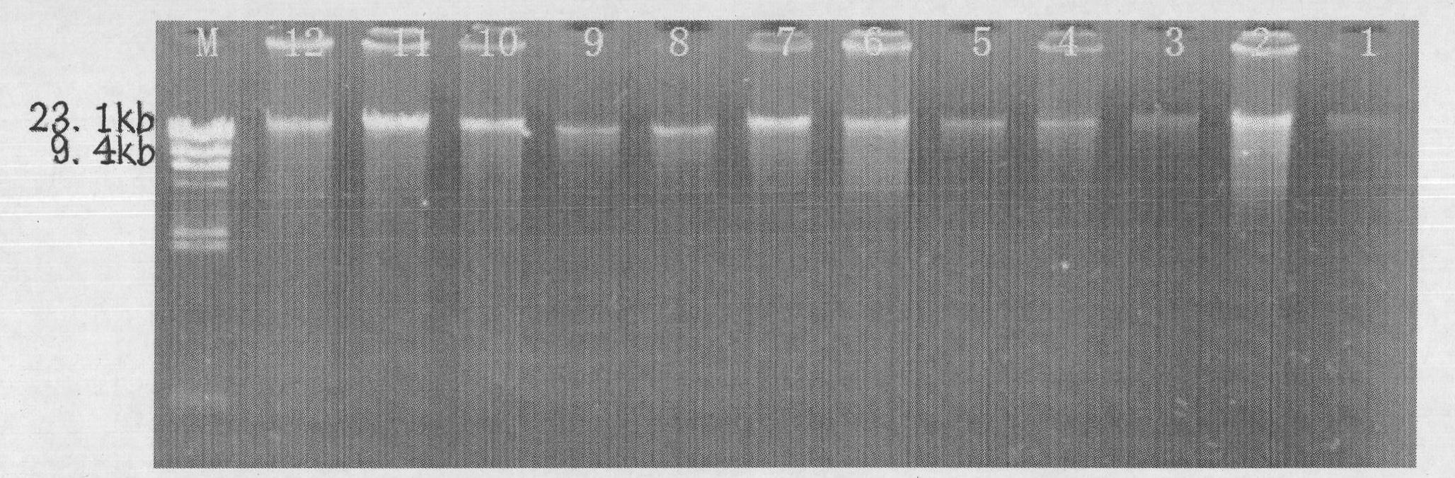 General and reliable extraction method of total DNA of soil and application thereof