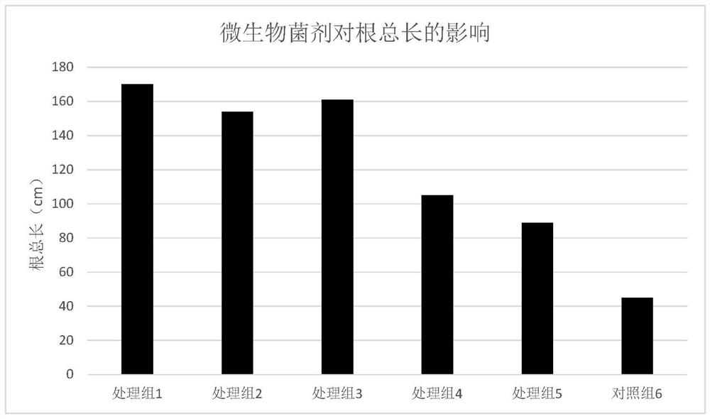 Microbial agent suitable for dendrobium fusarium wilt and its application