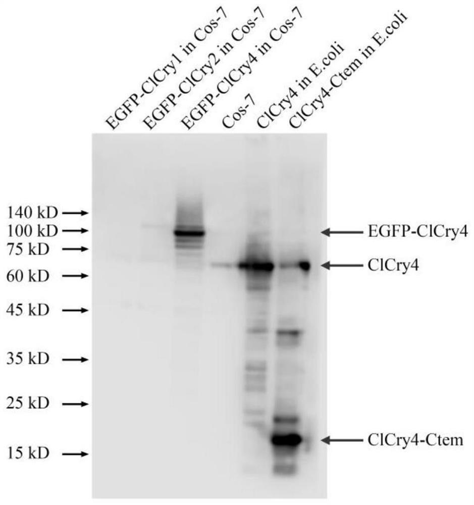 Antigen applicable to production of anti-cryptochrome 4 antibody
