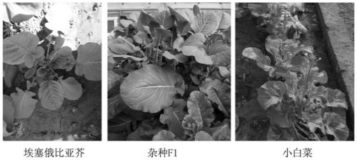 Molecular marker for identifying interspecific hybrid between Chinese cabbage and Ethiopian mustard and for tracking chromosome separation of progeny materials A03 and C03