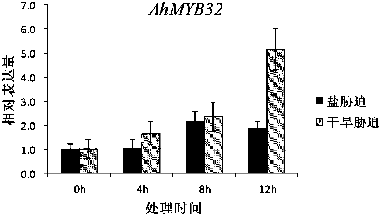 Peanut MYB transcription factor AhMYB32 and application thereof