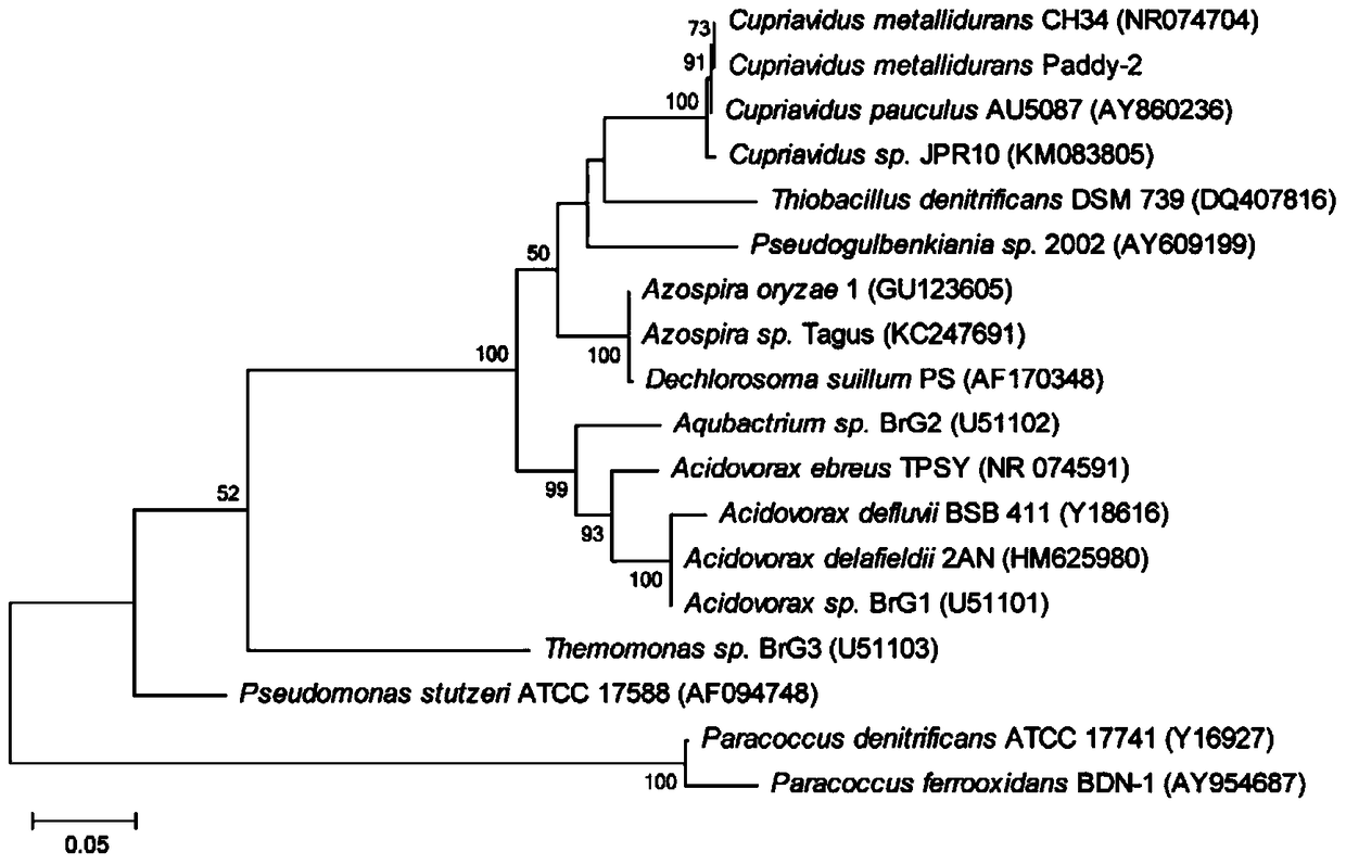 A strain of the genus Curaporia bacterium capable of transforming heavy metals and its application