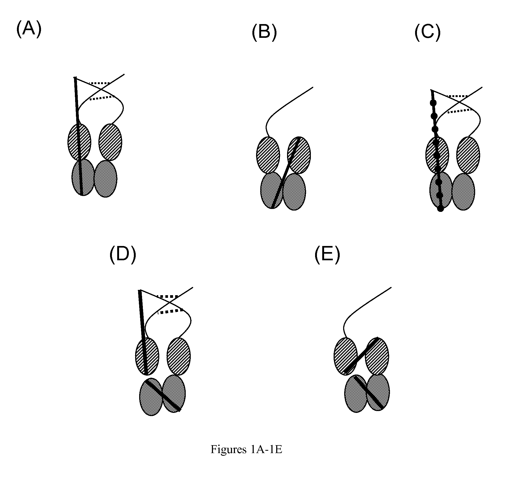 Single chain fc, methods of making and methods of treatment