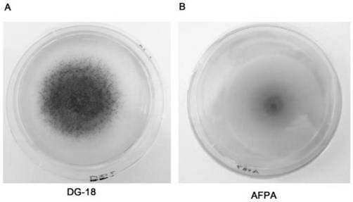 Non-toxin-producing aspergillus flavus SX0104 and application thereof