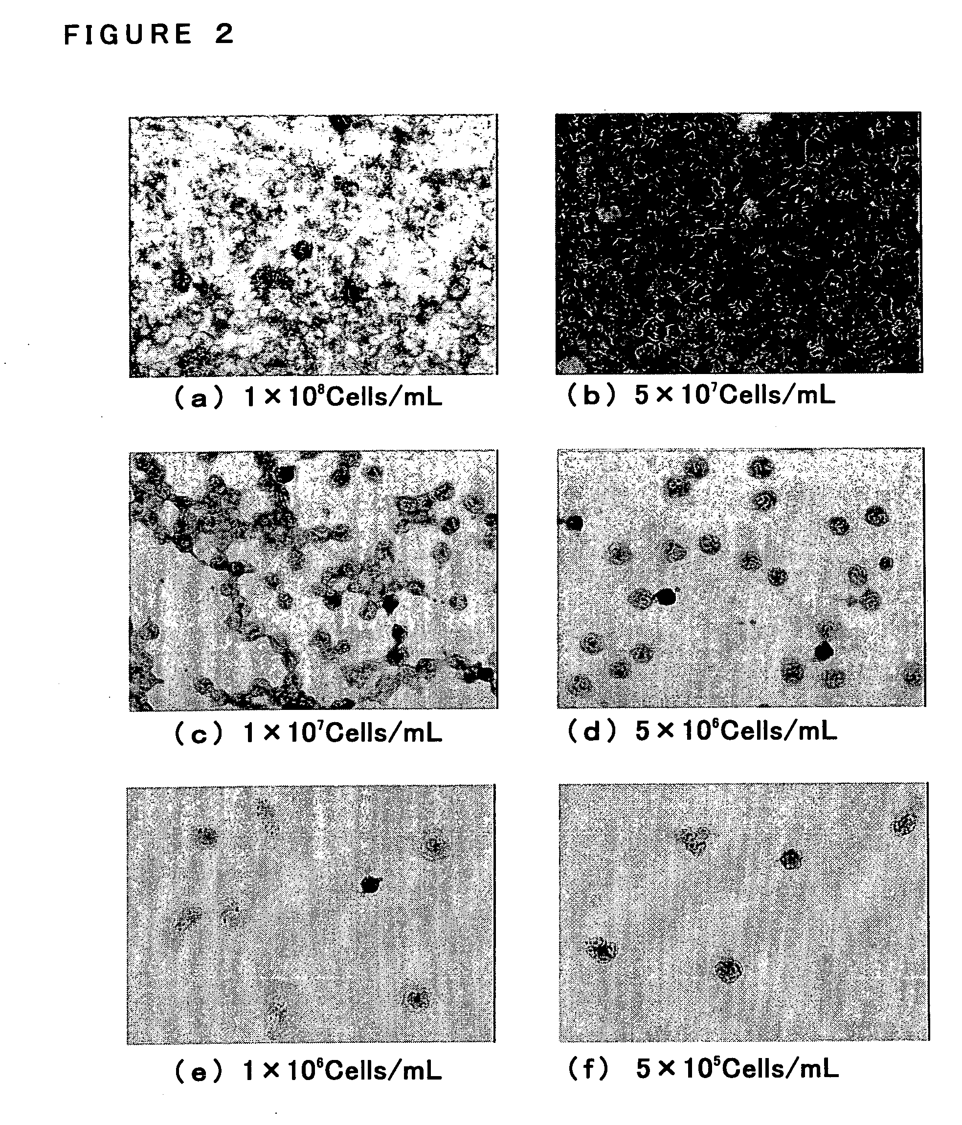 Process for evaluating phagocytotic function and use thereof