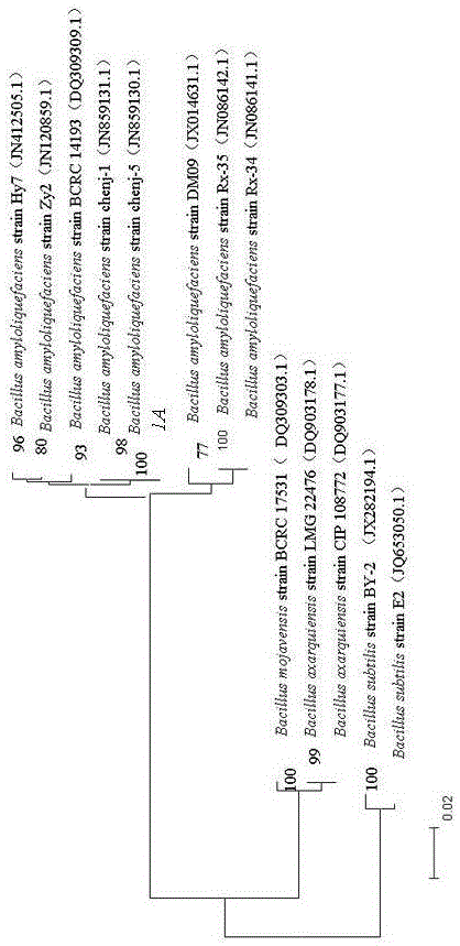 A kind of isolation method and application of marine bacillus amyloliquefaciens 1a