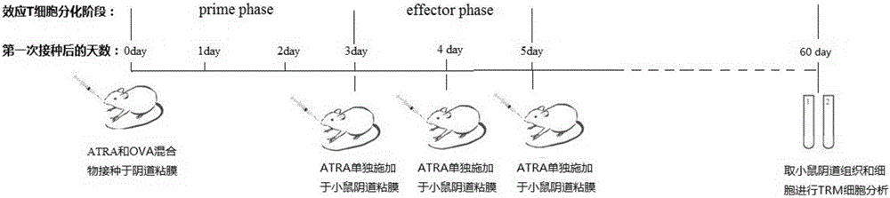 Pharmaceutical application of all-trans-retinoic acid