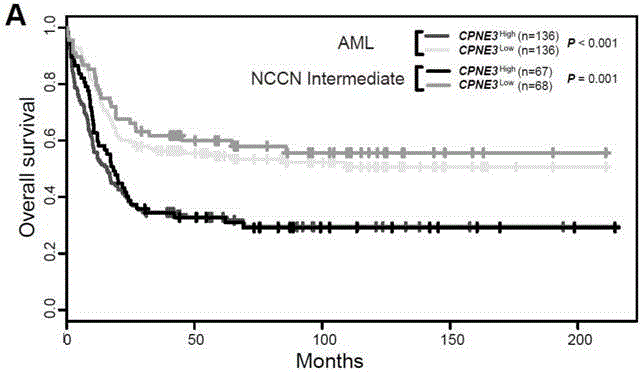 Kit for adult AML (acute myeloid leukemia) risk stratification and clinical prognosis evaluation and application of CPNE3