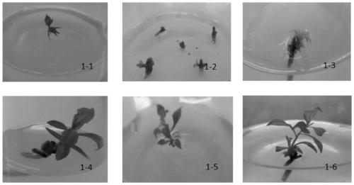 A kind of rapid propagation method of angel red soft seed pomegranate tissue culture