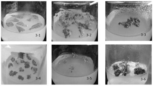 A kind of rapid propagation method of angel red soft seed pomegranate tissue culture