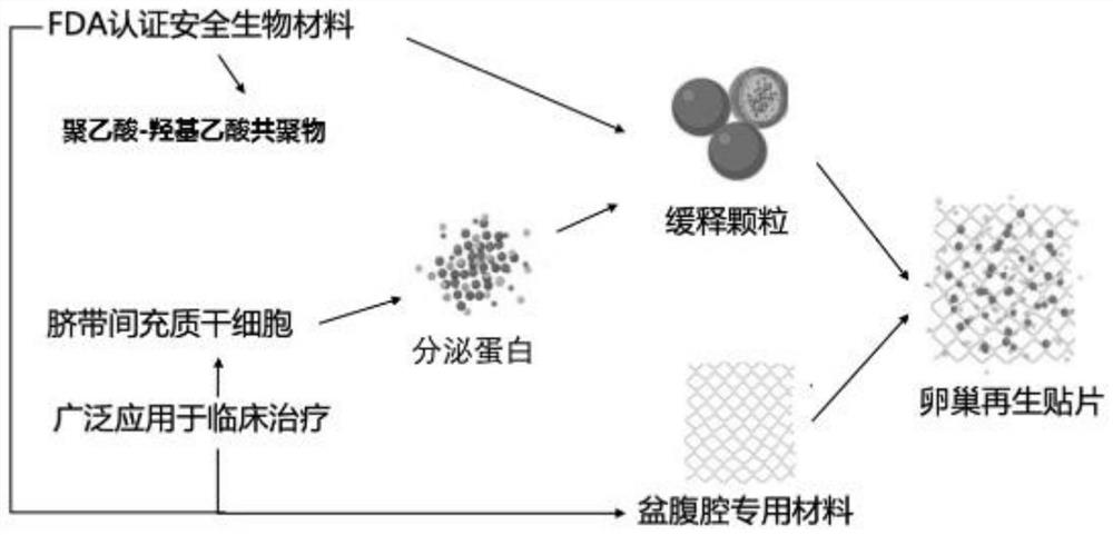 Ovarian regeneration patch and preparation method thereof based on vacuum device