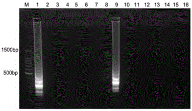A kind of lamp detection primer composition of Phytophthora tunnerii and its lamp detection kit and lamp detection method