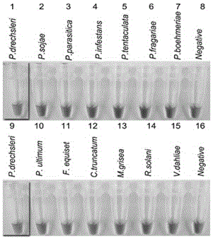 A kind of lamp detection primer composition of Phytophthora tunnerii and its lamp detection kit and lamp detection method