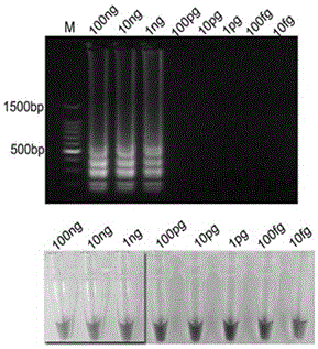 A kind of lamp detection primer composition of Phytophthora tunnerii and its lamp detection kit and lamp detection method