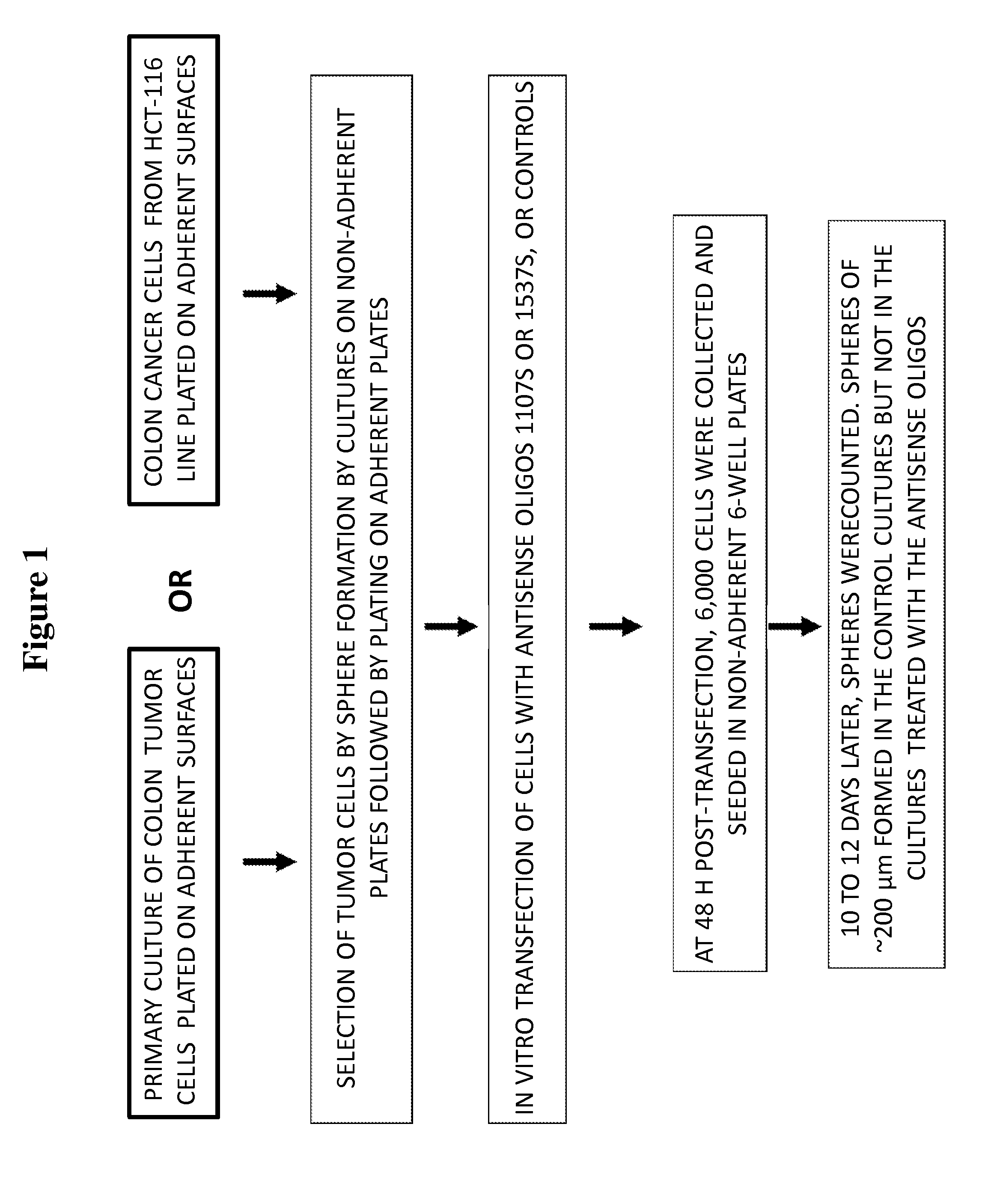 Antisense oligonuclteotides for treatment of cancer stem cells