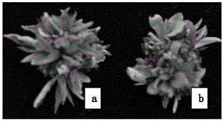 Warburgia ugandensis tissue culture rapid propagation method