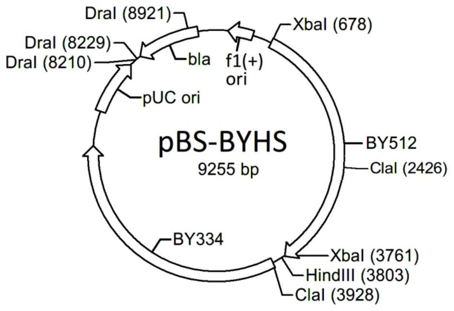 Acarbose engineering bacteria and its preparation method and application