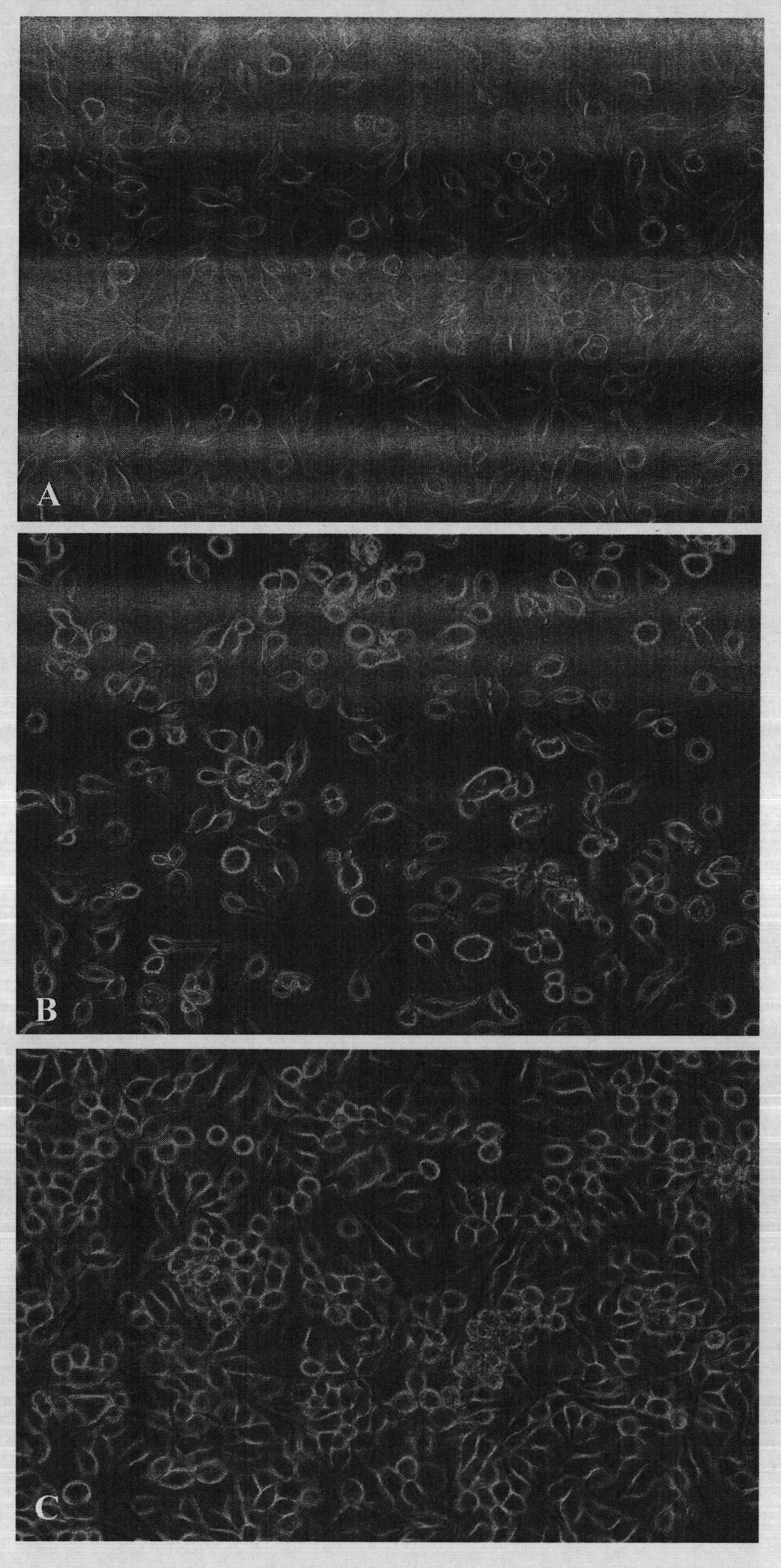 Clonal strain of cabbage looper cell line and application thereof