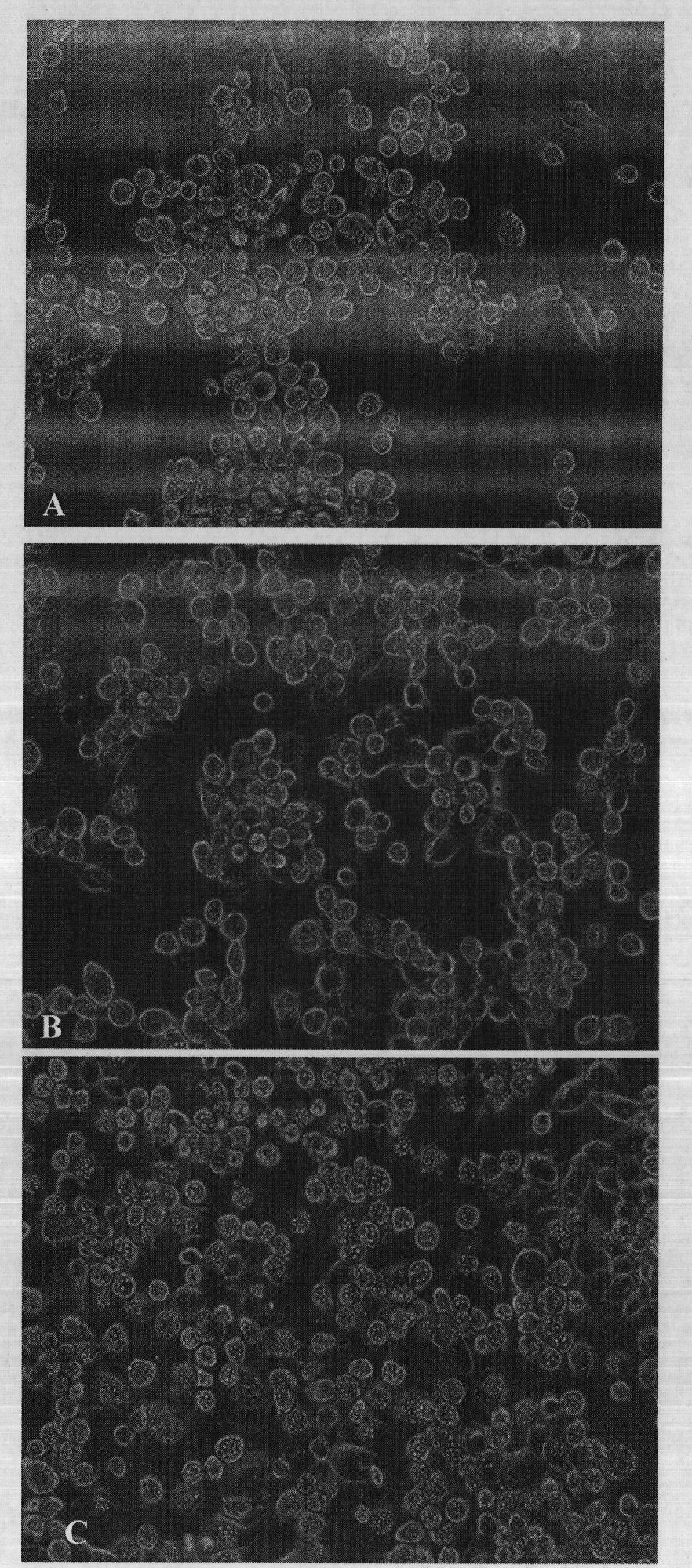 Clonal strain of cabbage looper cell line and application thereof