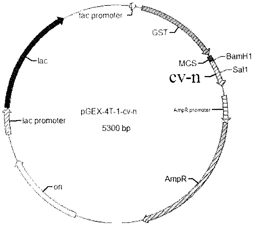 Preparation method and application of cyanovirin N