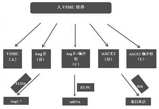 Application of Notch signal channel in inhibition of PCI postoperative restenosis by ACE2